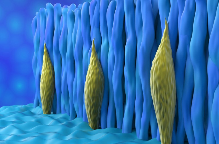 Ilustración de células fotorreceptoras de la retina, con tres estructuras alargadas de color amarillo verdoso en forma de cono incrustadas entre células columnares azules densamente empaquetadas sobre un fondo azul suave. La escena utiliza texturas suaves y sombreado para resaltar la arquitectura celular en capas y la profundidad del tejido retiniano.