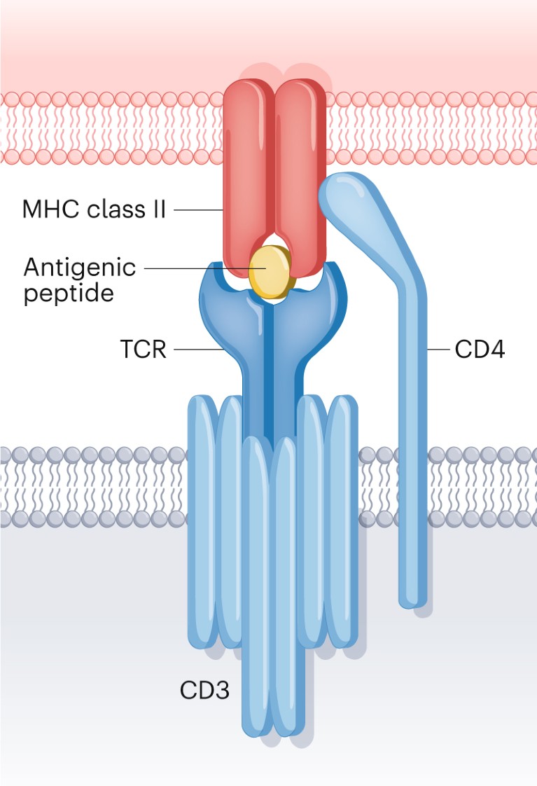 the t cell receptor tcr recognizes an antigen