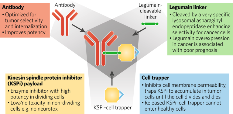 Vincerx’s next-generation, modular antibody–drug conjugates for cancer