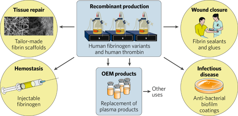 Recombinant production platform for fibrinogen variants and thrombin