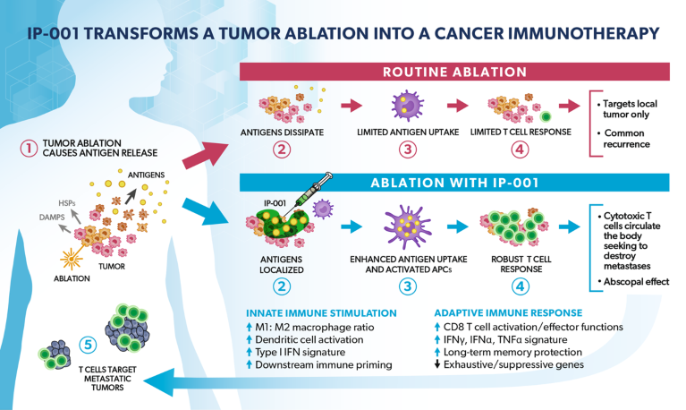 IP-001 drives both innate and adaptive anti-tumor immune responses