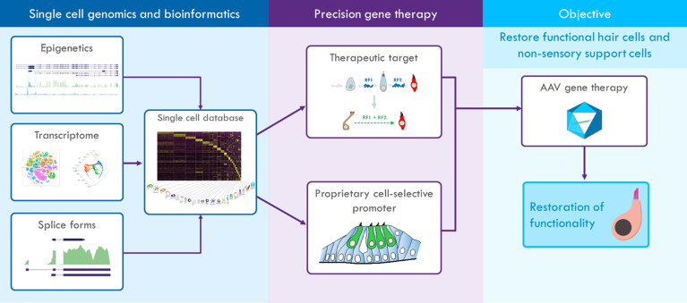 Developing Transformative Treatments For Hearing And Balance Disorders