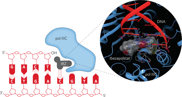 Advancing A Promising Antibacterial Against Clostridioides Difficile