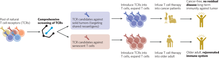 Screening natural T cell receptor repertoires