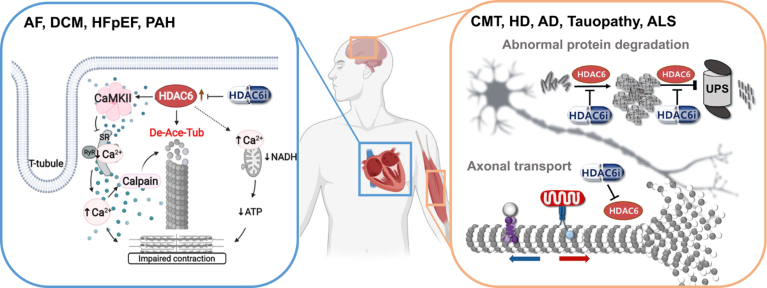 Therapeutic potential of HDAC6 inhibitor