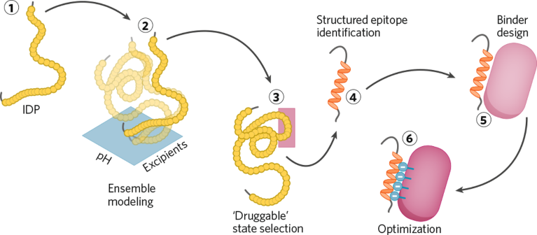 High affinity protein binder design process for an intrinsically disordered protein target using the Oppenheimer platform