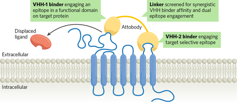 Schematic of bi-paratopic single heavy chain binders linked to create an ultra-high affinity antibody