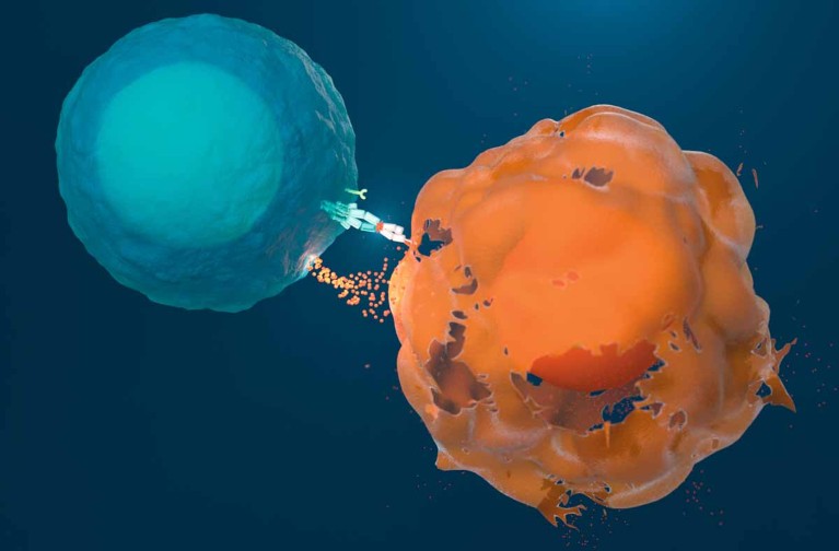 Computer rendering of two T cells