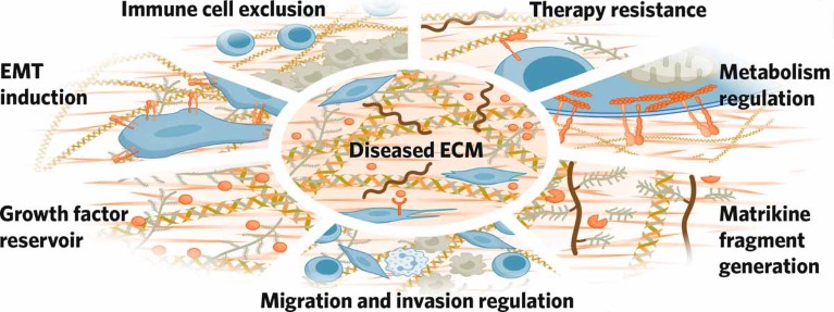 The bioactive functions of the extracellular matrix in solid tumors
