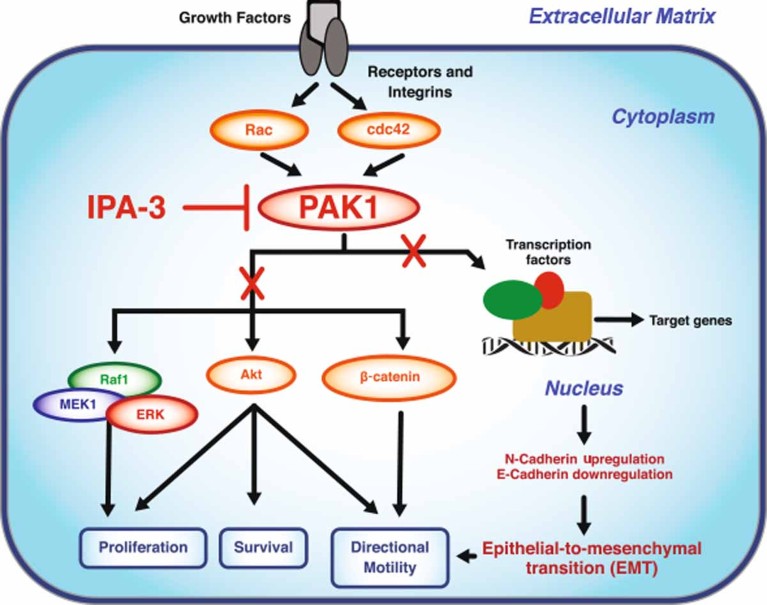 Schematic showing IPA-3 and the prevention of metastasis