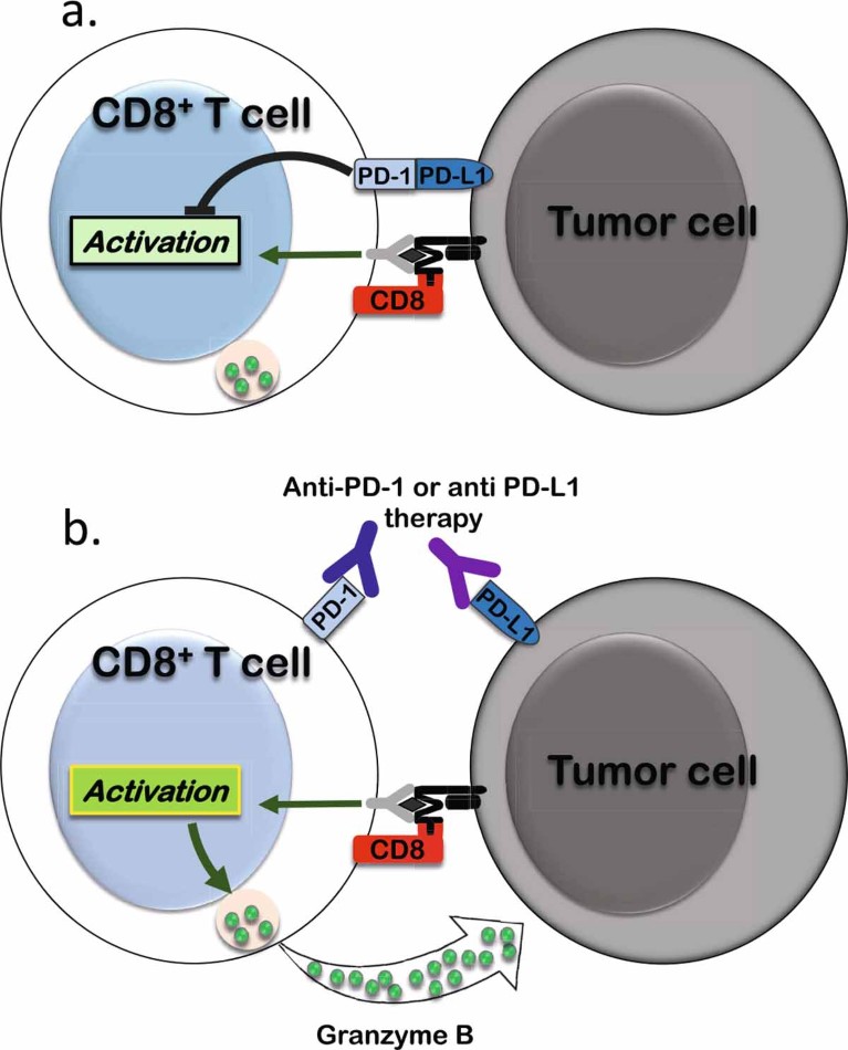 Schematics explaining T cell interactions when non-activated and activated