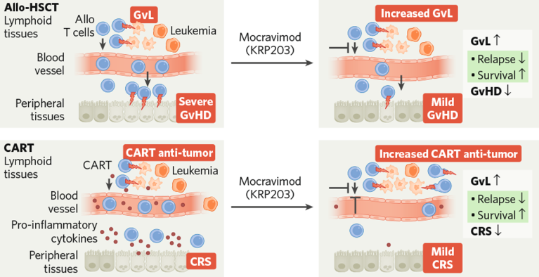 Graphic demonstrating how mocravimod boosts the efficacy of CAR-T therapy