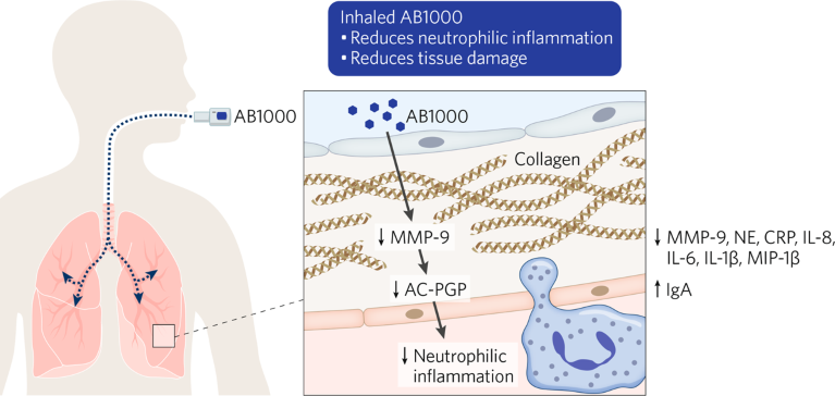 Schematic showing the delivery of AB100 directly into the lung