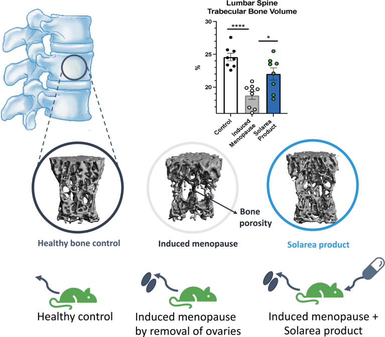 Graphic illustrating Solarea’s medical food product maintaining bone density in an osteoporosis mouse model