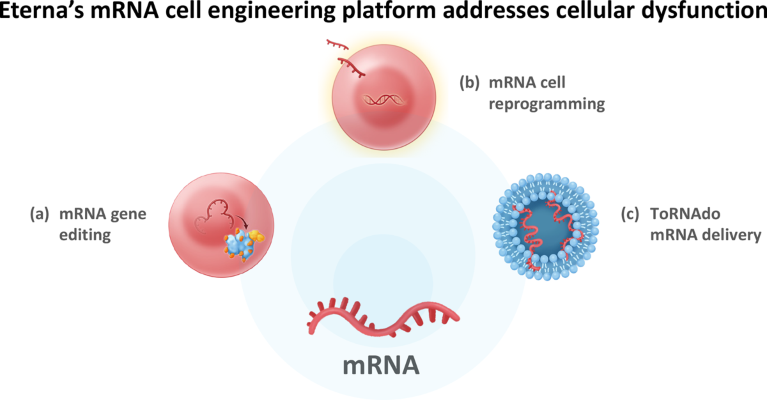 Graphic demonstrating Eterna’s mRNA cell-engineering platform