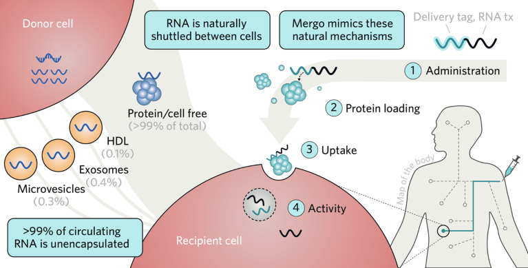 Diagram demonstrating how the Mergo platform works to deliver therapeutic RNAs to specific cell types