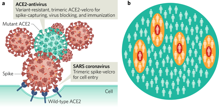 Schematic showing pandemic control by variant-resistant ACE2-antivirus
