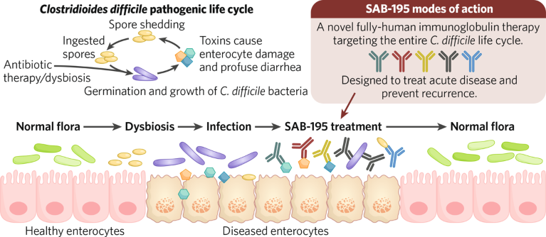 Schematic showing the SAB-195 mode of action against C. difficile