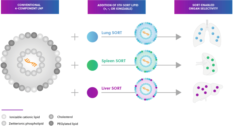 ReCode’s selective organ targeting lipid nanoparticle platform