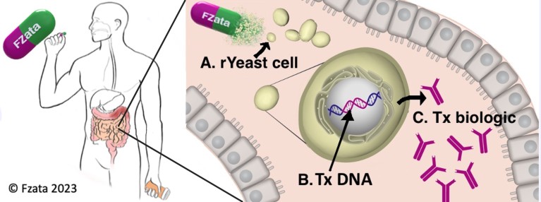 Graphic showing bioengineered Probiotic Yeast Medicines (BioPYMs) in action