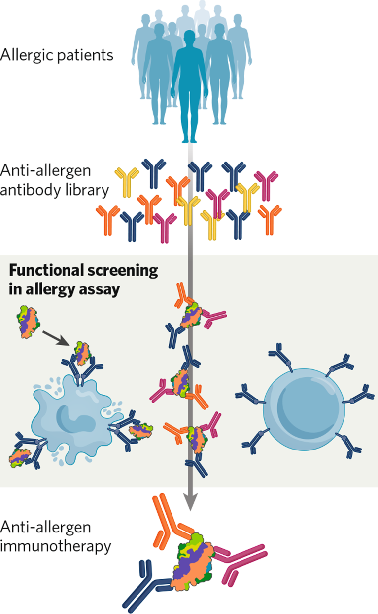 Schematic showing the development of anti-allergen immunotherapies