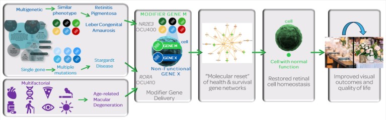 Mechanism of action of modifier gene therapy approach in inherited retinal disorder and multifactorial complex disease