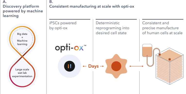 Scalable manufacture of human cells through bit.bio’s cell identity coding platform powered by opti-ox