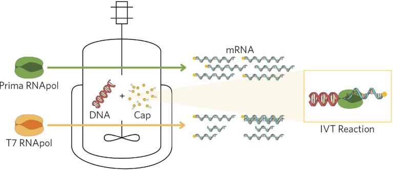 Messenger RNA synthesis by in vitro transcription