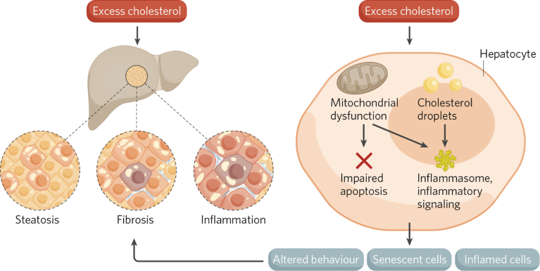 Targeting excess cholesterol in the body