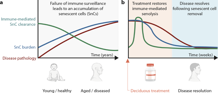 Restoration of natural killer T cells ablates senescent cells and resolves disease