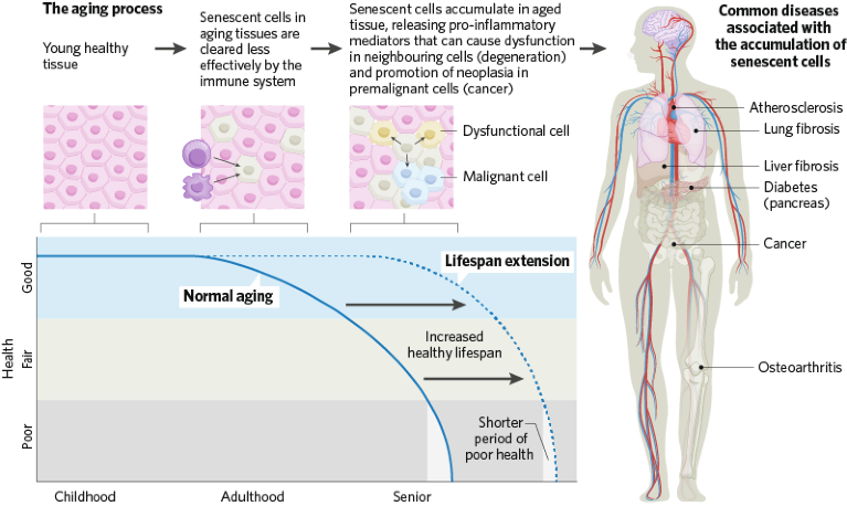 The role of senescent cells in aging and disease development