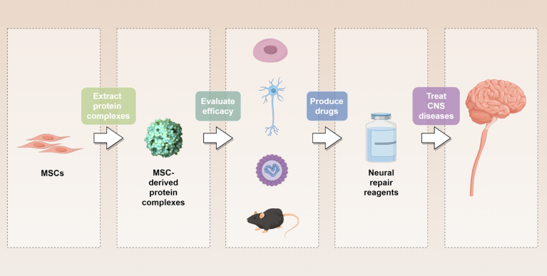 Extracting MSC-derived protein complexes