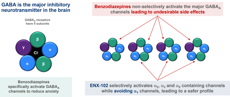 GABA is the major inhibitory neurotransmitter in the brain