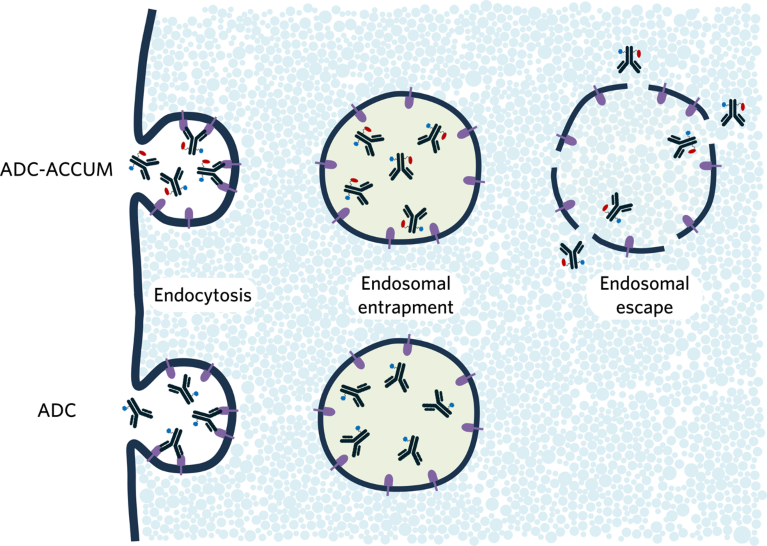 Antibody–drug conjugates trapped in endosomes, and escaping when combined with the Accum molecule
