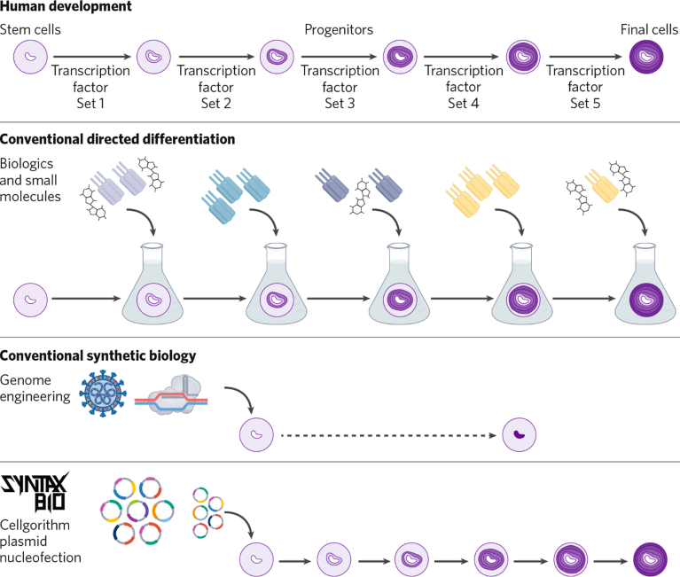 Comparison of stem cell differentiation strategies