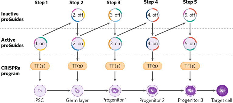 The multistep Cellgorithm cell differentiation program