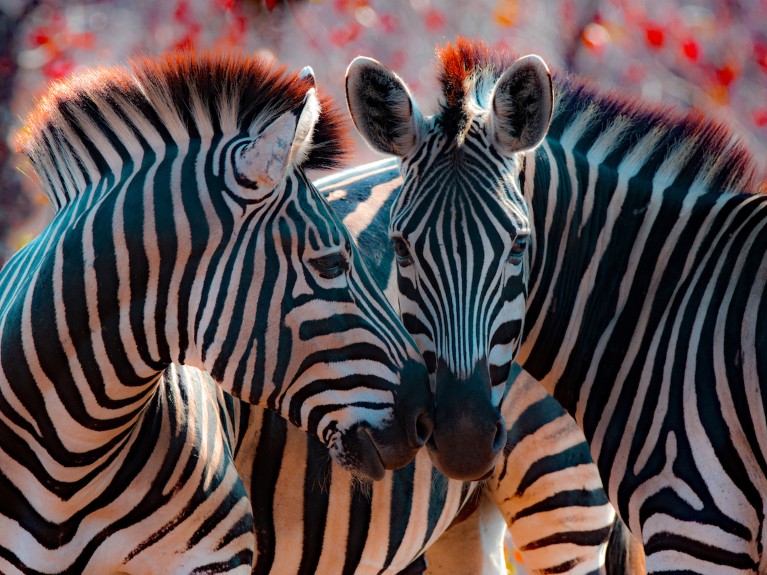 south african zebra