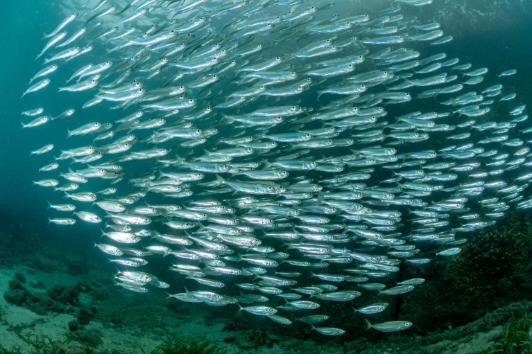 La photo montre un banc de sardines juvéniles