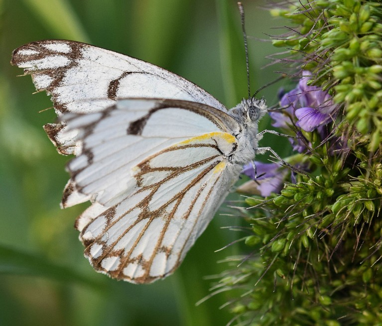 L’image montre un papillon blanc veiné bruni sur une fleur violette