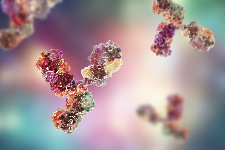 Molecular model of immunoglobulin taking part in immune defence.