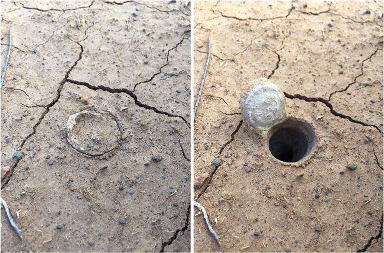 New trapdoor spider species found in arid Karoo region