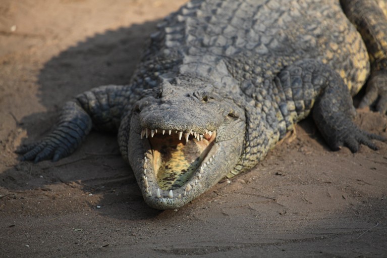 Quand les crocodiles d'Afrique traversaient l'océan pour peupler l'Amérique
