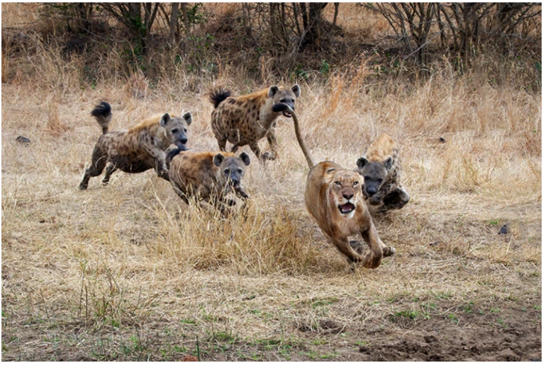 A group of four hyenas chases a lioness