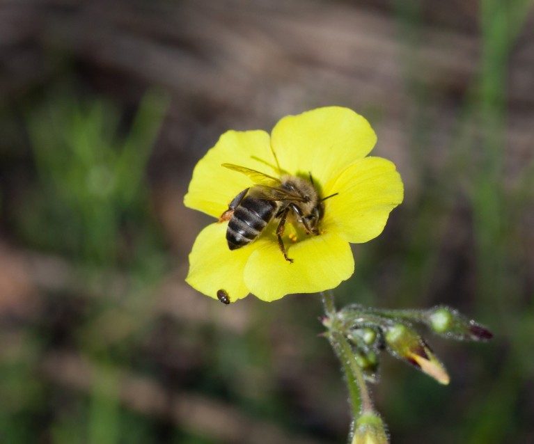 Image shows a bee on a yellow flower
