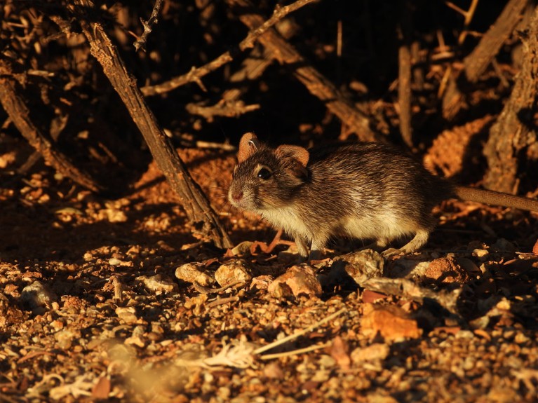 small mouse in dry undergrowth
