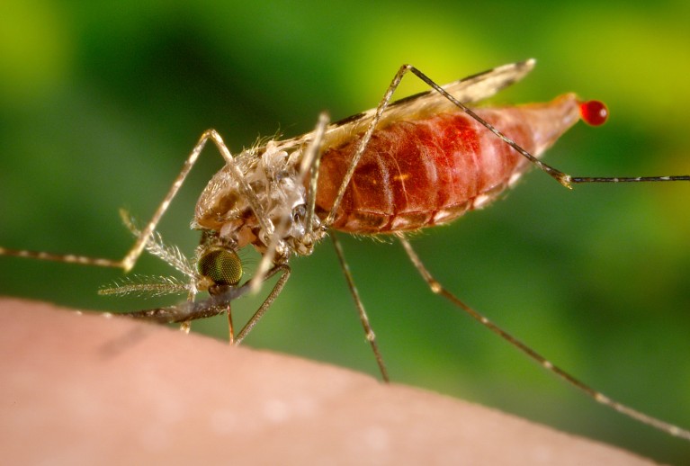 malaria disease research paper