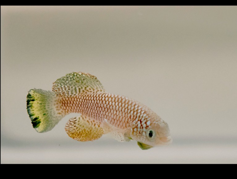 How the killifish achieves arrested development