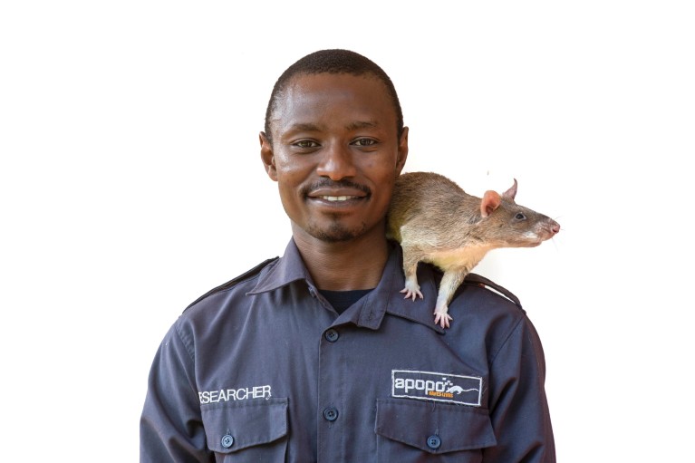 Sitemapcdatahttpsshopinf Inetcomanimal Qui Ressemble A Un Rat Geant