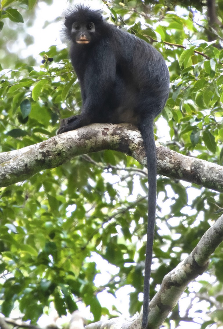 New monkey species described in the forests of the DRC | Nature Africa