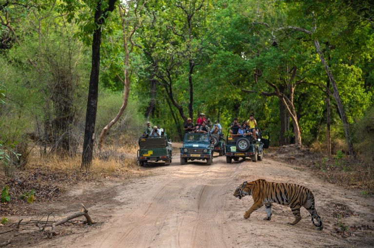 tiger and tourist